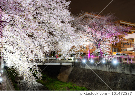 《東京》三澤川櫻花樹，夜櫻點亮 101472587