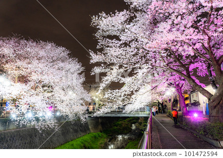 《東京》三澤川櫻花樹，夜櫻點亮 101472594