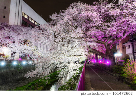 《東京》三澤川櫻花樹，夜櫻點亮 101472602