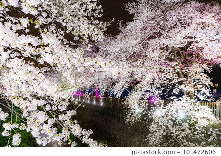 《Tokyo》Misawa River cherry blossom trees, night cherry blossoms light up 101472606