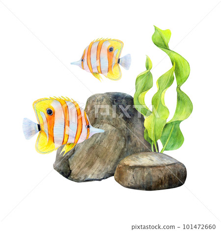 Watercolor drawing set of ribbon algae, bottom stones and two butterfly fish on white background. Naturally curved underwater leaves, grey and brown stones, bright stripped fish for stickers, prints Watercolor drawing set of ribbon algae, bottom stones and two butterfly fish on white background. Naturally curved underwater leaves, grey and brown stones, bright stripped fish for stickers, prints 101472660