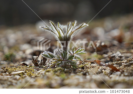 Pasqueflower Pasqueflower 101473048