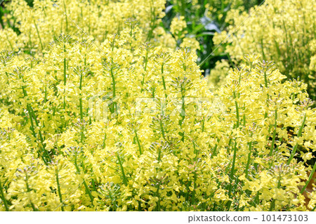 Broccoli flower [Japanese name: Mehanayasai] known as a green-yellow vegetable 101473103