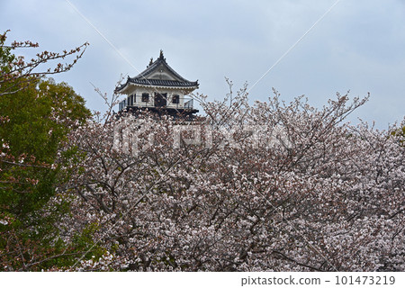 Castle and cherry blossoms Nakatsu Castle, Oita Prefecture 101473219