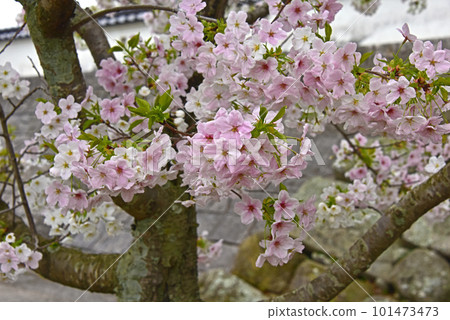 Castle and cherry blossoms Nakatsu Castle, Oita Prefecture Castle and cherry blossoms Nakatsu Castle, Oita Prefecture 101473473