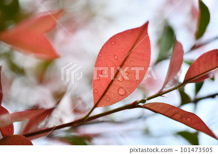 紅石楠粉絲和幼葉 101473505