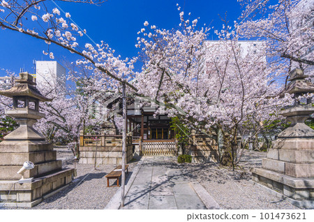 天尊神社櫻花盛開的季節(滋賀縣大津市) 天尊神社櫻花盛開的季節(滋賀縣大津市) 101473621