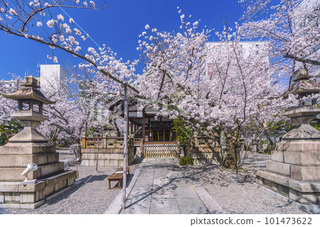 天尊神社櫻花盛開的季節（滋賀縣大津市） 101473622