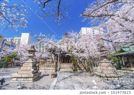 Tenson Shrine, cherry blossom season in full bloom (Otsu City, Shiga Prefecture) 101473623