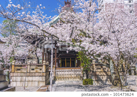 Tenson Shrine, cherry blossom season in full bloom (Otsu City, Shiga Prefecture) 101473624