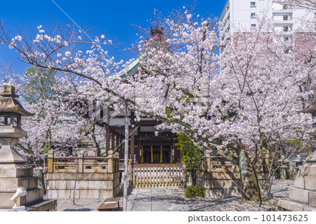 Tenson Shrine, cherry blossom season in full bloom (Otsu City, Shiga Prefecture) 101473625