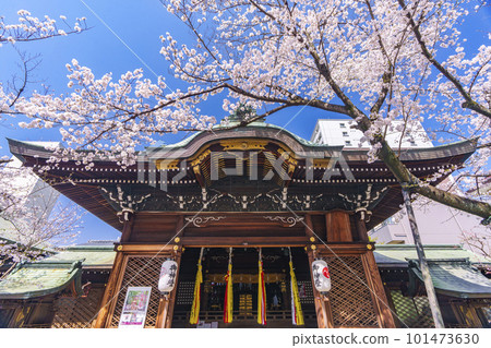 天尊神社禮拜堂 盛開的櫻花季(滋賀縣大津市) 天尊神社禮拜堂 盛開的櫻花季(滋賀縣大津市) 101473630