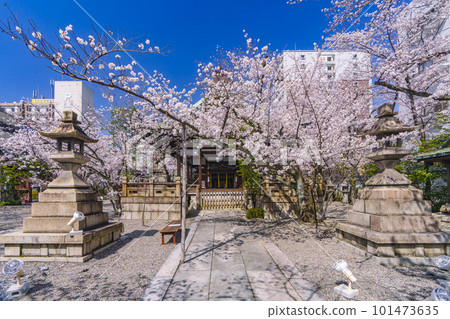 天尊神社櫻花盛開的季節(滋賀縣大津市) 天尊神社櫻花盛開的季節(滋賀縣大津市) 101473635