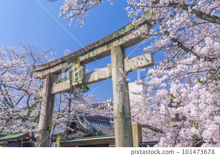 Tenson Shrine front gate torii, cherry blossom season in full bloom (Otsu City, Shiga Prefecture) Tenson Shrine front gate torii, cherry blossom season in full bloom (Otsu City, Shiga Prefecture) 101473678