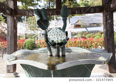 Kokawadera in spring Kokawadera in spring 101473905