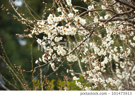 Plum Blossoms at Joruriji Temple 101473913