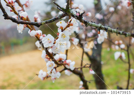 被雨淋濕的白梅花【北安曇郡池田町】 101473915