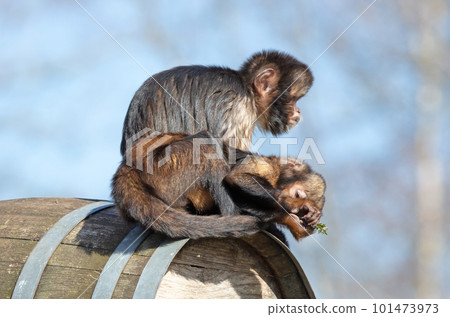 Golden bellid capuchin (Sapajus xanthosternos) sitting on a barrel 101473973