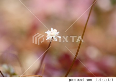 Seri bauren flowers Seri bauren flowers 101474181
