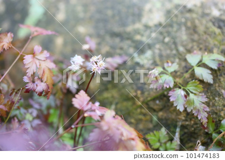 Seri bauren flowers Seri bauren flowers 101474183