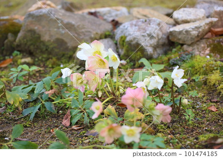 Christmas rose flowers Christmas rose flowers 101474185