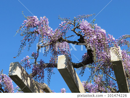 blue sky and wisteria 101474226