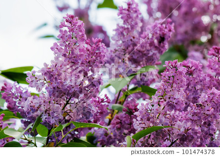syringa vulgaris blossom in spring. floral nature background 101474378
