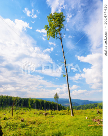 wood cut and deforestation. environment disaster concept. carpatian mountains in summer wood cut and deforestation. environment disaster concept. carpatian mountains in summer 101474416