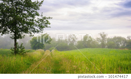 foggy countryside scenery at sunrise. trees and grassy meadow im nornig mist. mysterious cloudy weather foggy countryside scenery at sunrise. trees and grassy meadow im nornig mist. mysterious cloudy weather 101474417