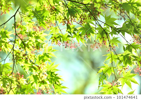 Fresh green eco Fresh green eco 101474641