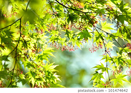 Fresh green eco Fresh green eco 101474642