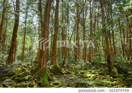 富士山腳下的青木原樹海深處（森林浴） 101474709