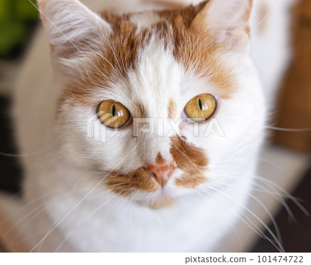 Portrait of White and red cat looking into the camera close up 101474722