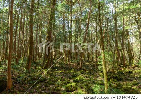 Deep in the Aokigahara Jukai at the foot of Mt.Fuji (forest bathing) 101474723