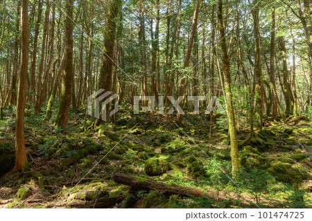 富士山腳下的青木原樹海深處（森林浴） 101474725