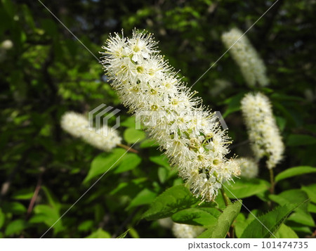盛開的梅花(刷形櫻花品種) 盛開的梅花(刷形櫻花品種) 101474735