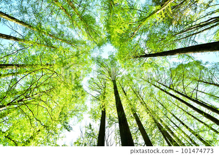 Fresh green eco 101474773