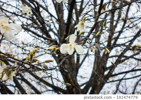 玉蘭玉蘭花被雨淋濕[北安曇郡池田町] 101474779