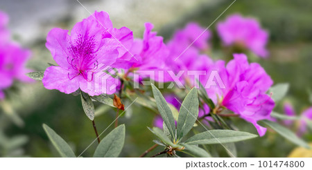 Floral background of pink purple rhododendron flowers close up copy space, botanical Rhododendron ponticum, beauty in nature, selective focus, blossoming plant Floral background of pink purple rhododendron flowers close up copy space, botanical Rhododendron ponticum, beauty in nature, selective focus, blossoming plant 101474800