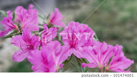 Floral background of pink purple rhododendron flowers close up copy space, botanical Rhododendron ponticum, beauty in nature, selective focus, blossoming plant Floral background of pink purple rhododendron flowers close up copy space, botanical Rhododendron ponticum, beauty in nature, selective focus, blossoming plant 101474801