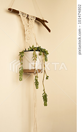 Succulent flower in pot hanging on beige wall with hand-made macrame, potted plant, botany, home decor 101474802