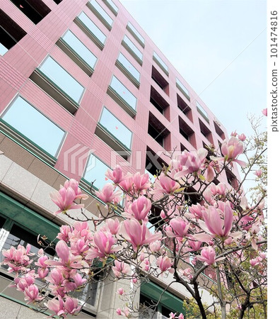 粉色建築和粉色玉蘭 粉色建築和粉色玉蘭 101474816