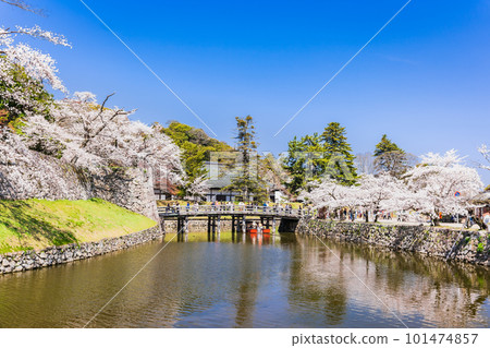 Hikone Castle in spring, inner moat and front gate bridge with cherry blossoms in full bloom 101474857