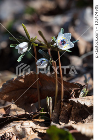 Pretty Spring Coming White Setsubun Grass Miwa Pretty Spring Coming White Setsubun Grass Miwa 101474908