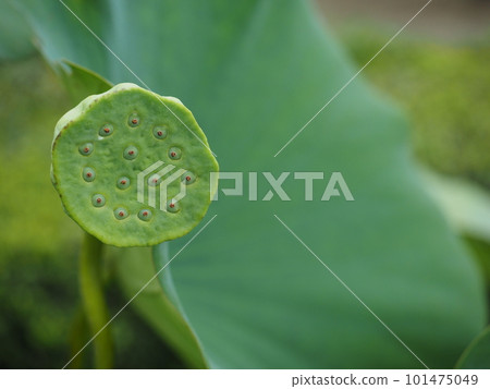 蓮花樹幹 蓮花樹幹 101475049