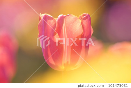 Focus on red tulip 101475081