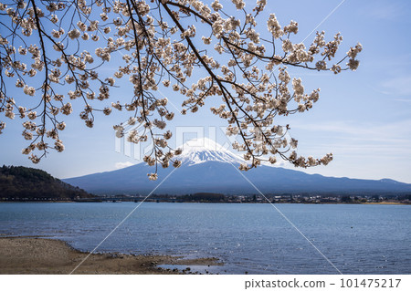 Cherry blossoms at Mt. Kawaguchiko and Mount Fuji 101475217