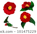 Red camellia illustration set 101475229