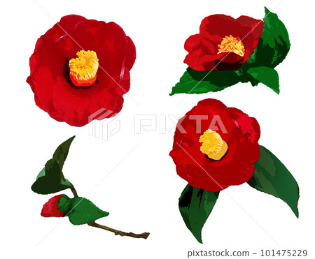 紅色山茶花插圖集 101475229