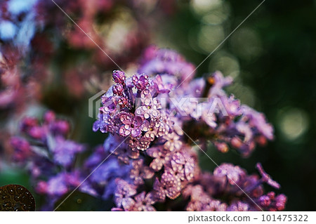 lilac lilac 101475322